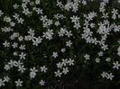 cerastium snow in summer
