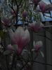 Magnolia x soulangeana