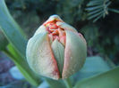 Tulipa Miranda (2013, April 14)