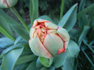 Tulipa Miranda (2013, April 14)