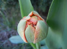 Tulipa Miranda (2013, April 14)