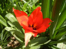 Tulipa Red Riding Hood (2013, April 14)