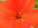 Tulipa Praestans Fusilier (2013, April 14)