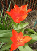 Tulipa Praestans Fusilier (2013, April 14)