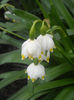 Leucojum