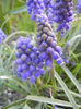 Muscari armeniacum (2013, April 14)