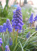 Muscari armeniacum (2013, April 14)