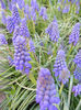 Muscari armeniacum (2013, April 14)
