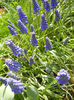 Muscari armeniacum (2013, April 15)