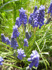 Muscari armeniacum (2013, April 15)