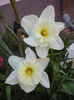Narcissus Ice Follies (2013, April 14)