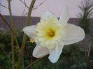 Narcissus Ice Follies (2013, April 14)