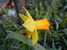 Narcissus Jetfire (2013, April 14)