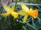 Narcissus Jetfire (2013, April 14)