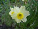 Narcissus Minnow (2013, April 14)