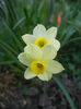 Narcissus Minnow (2013, April 14)