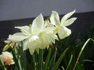 Narcissus Thalia (2013, April 14)