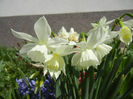 Narcissus Thalia (2013, April 14)