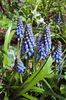 muscari