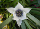 Tulip Alba Coerulea Oculata (2013, Apr.15)