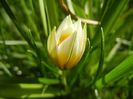 Tulipa Tarda (2013, April 15)