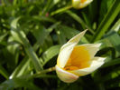 Tulipa Tarda (2013, April 15)