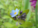Myosotis alpestris (2013, April 15)