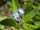 Myosotis alpestris (2013, April 15)