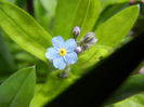 Myosotis alpestris (2013, April 15)