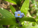 Myosotis alpestris (2013, April 15)