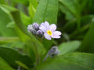 Myosotis alpestris (2013, April 15)