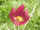 Tulipa Persian Pearl (2013, April 13)