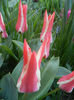 Tulipa Pinocchio (2013, April 14)