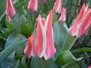 Tulipa Pinocchio (2013, April 14)