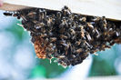 Albinele-si-viata-din-stup[1]