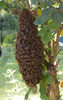 Democracy-in-the-Land-of-the-Honeybees-2[1]