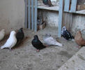 porumbei-bimotati-ardeal-5[1]
