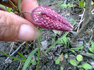 fritilaria meleagris