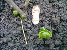 Fotogr.0726