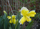 Narcissus Cassata (2013, April 15)