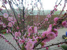 Prunus triloba (2013, April 14)