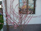 Prunus triloba (2013, April 14)