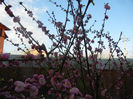 Prunus triloba (2013, April 14)