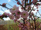 Prunus triloba (2013, April 14)