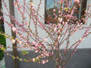 Prunus triloba (2013, April 14)