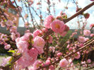 Prunus triloba (2013, April 14)
