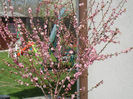 Prunus triloba (2013, April 14)