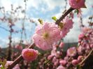 Prunus triloba (2013, April 14)