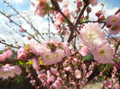 Prunus triloba (2013, April 14)