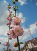 Prunus triloba (2013, April 14)